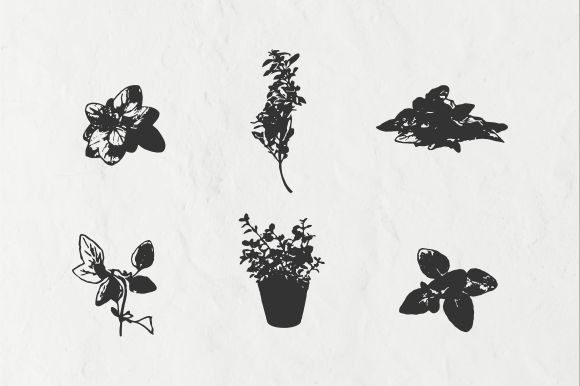Download Oregano Vintage Illustration Vector - Illustration Collection